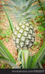 fresh young pineapple in organic farm