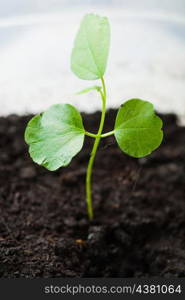 fresh young plant macro shot