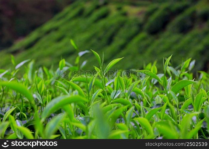 Fresh young tea leafs on plantation