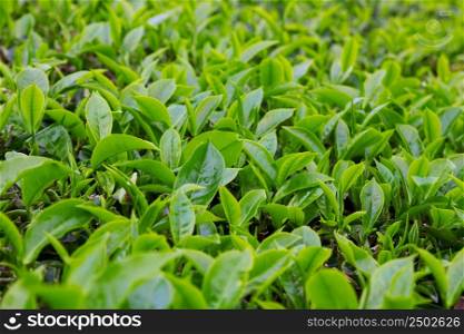 Fresh young tea leafs on plantation