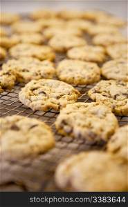 Freshly backed chocolate chip cookies on a cooling rack - shallow depth of field