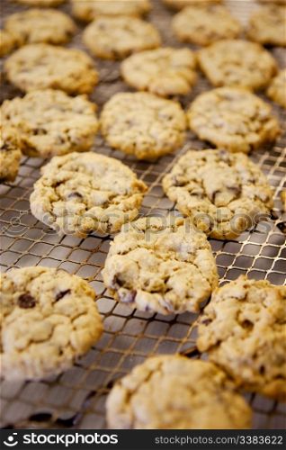Freshly backed chocolate chip cookies - shallow depth of field