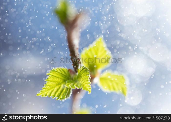 Freshly blossomed leaves on tree branch. Light blue background, drops of water in air create a beautiful bokeh. Springtime Minimalism, copyspace. Detailed macro photo. World Environment Day concept.