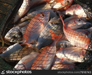 Freshly caught various salt water fish in a net