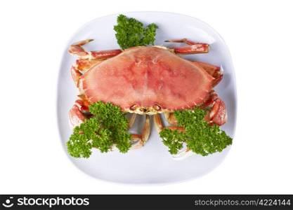 Freshly cooked dungeness crab with parsley in white plate on white background