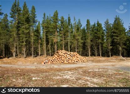 Freshly cut logs in a Pine forest, stacked ready for collection