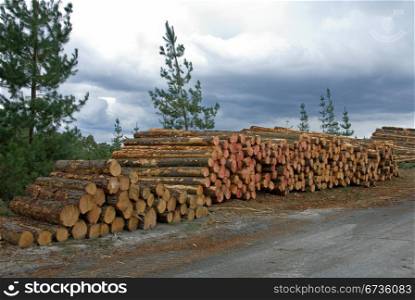 Freshly cut logs in a Pine forest, stacked ready for collection