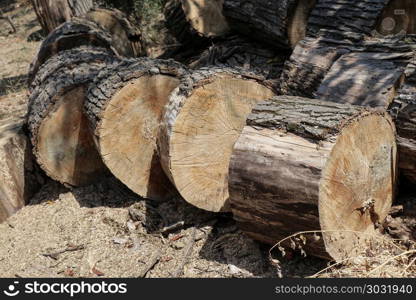 Freshly cut tree logs in garden. Freshly cut tree logs in garden background
