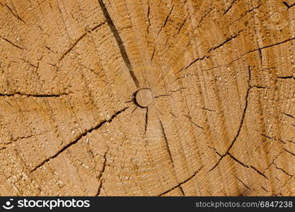 Freshly cut tree logs. Wood logs. Timber logging in forest. Freshly cut tree logs piled up as background texture