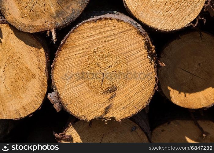 Freshly cut tree logs. Wood logs. Timber logging in forest. Freshly cut tree logs piled up as background texture