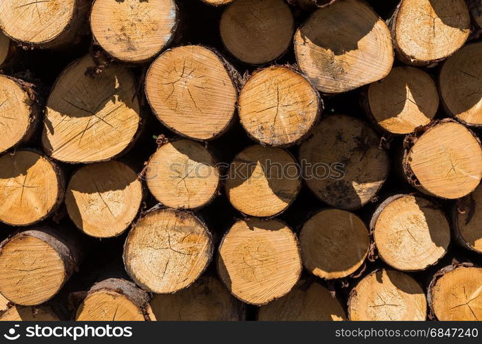 Freshly cut tree logs. Wood logs. Timber logging in forest. Freshly cut tree logs piled up as background texture