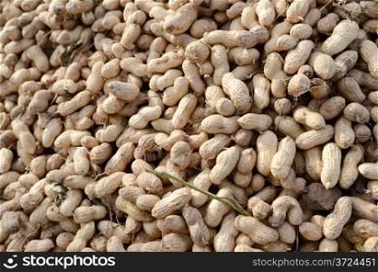 Freshly dug, or turned, peanuts cling to the roots of their plants as they dry in the sun