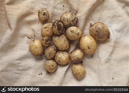 Freshly dug potatoes on burlap from overhead. New Yukon gold potatoes