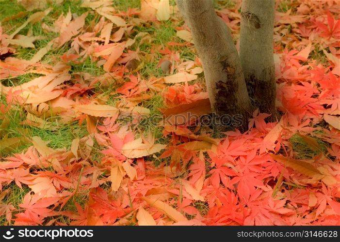 Freshly Fallen Autumn Leaves