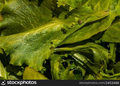 Freshly green salad. Spring lettuce detail, healthy food concept