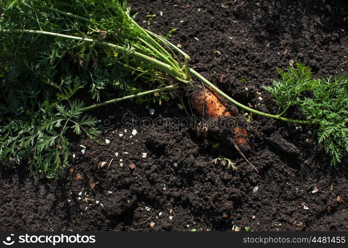 Freshly grown carrots. Freshly grown carrots on the ground