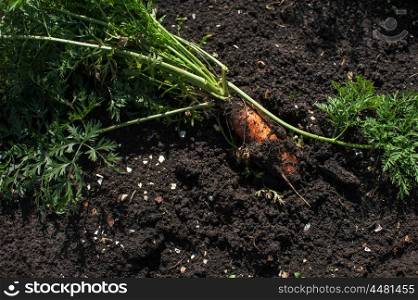Freshly grown carrots. Freshly grown carrots on the ground