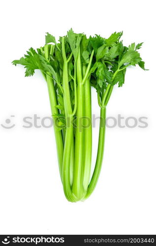 Freshly harvested celery stalk on a white background