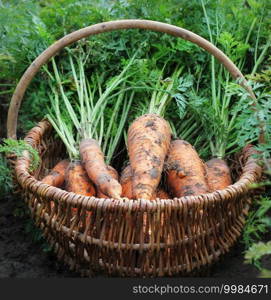 Freshly harvested, colorful organic carrots in a basket at farmer’s market. selective focus, close up.. Freshly harvested, colorful organic carrots in a basket at farmer’s market. selective focus, close up