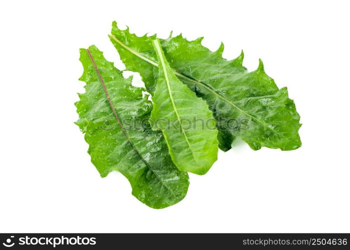 freshly harvested dandelion on isolated white background