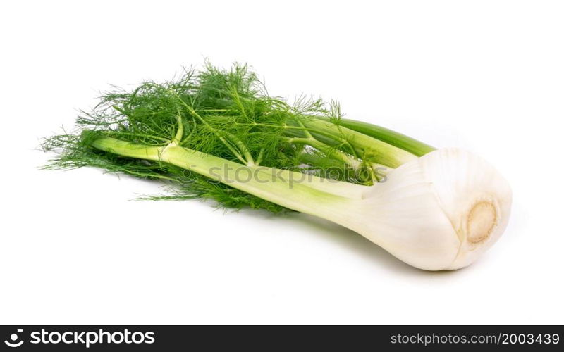 Freshly harvested fennel isolated on white background