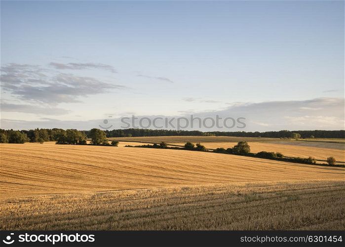Freshly harvested fields of barley in countryside landscape in late Summer sunset light