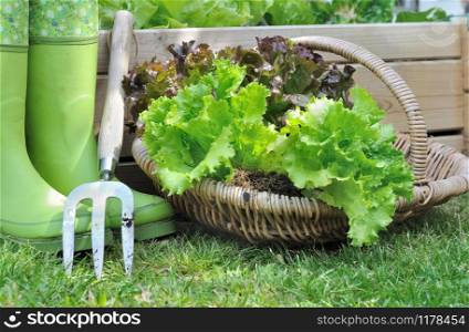 Freshly harvested lettuce in a basket placed near a vegetable garden square