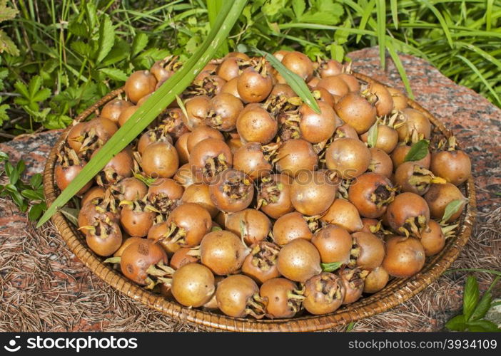 Freshly harvested medlars in autumn garden closeup