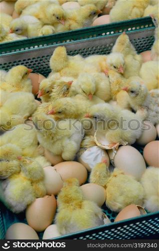 Freshly hatched chicks, Halifax, North Carolina