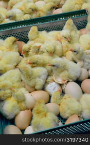 Freshly hatched chicks, Halifax, North Carolina