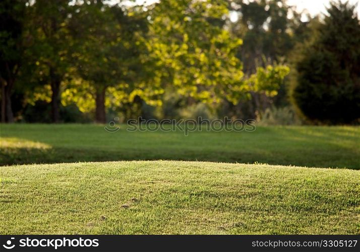 Freshly mown lawn backlit by the sun with out of focus trees in the background