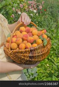 Freshly picked apricot fruit. Apricots in basket. Apricots in basket on field