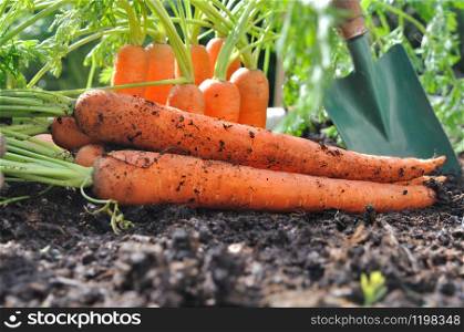 freshly picked carrots in the garden soil