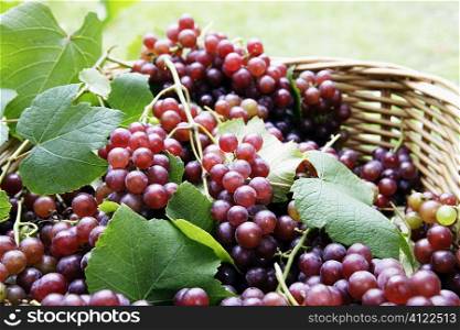 Freshly picked grapes in basket