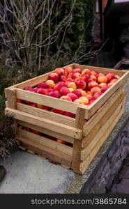 Freshly picked red apples in big wooden crate