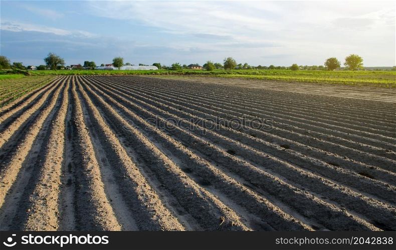Freshly planted field with potatoes. Rows of a farm fields on a summer sunny day. Growing vegetables outdoors on open ground. Agroindustry. Farming, agriculture landscape. Focus on rows.