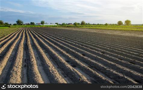 Freshly planted field with potatoes. Rows of a farm fields on a summer sunny day. Growing vegetables outdoors on open ground. Agroindustry. Farming, agriculture landscape. Focus on rows.