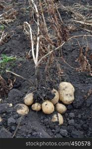 Freshly potatoes