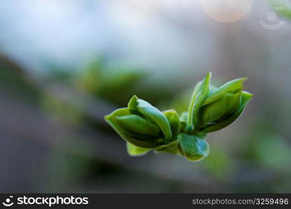 Freshly sprouted tree buds.