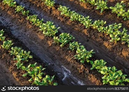 Freshly watered potato plants. Surface irrigation of crops on plantation. Agriculture and agribusiness. Growing vegetables outdoors on open ground field. Agronomy. Moistening. European farming.