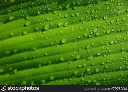 Freshness of water drops on green banana leaves