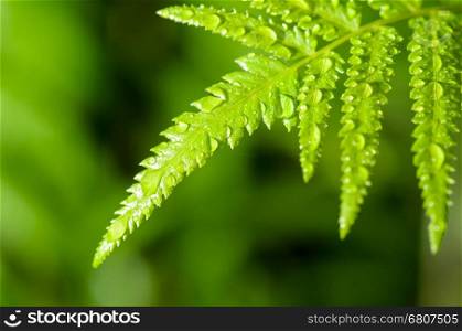 Freshness of water drops on green fern leaves after rain