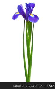 freshness purple iris on a white background