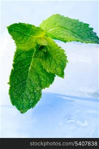 Freshness twig of mint with ice and waterdrops