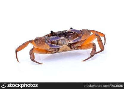 Freshwater crabs