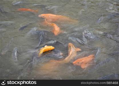 Freshwater fish farm / Golden carp fish tilapia or orange carp and catfish eating from feeding food on water surface ponds