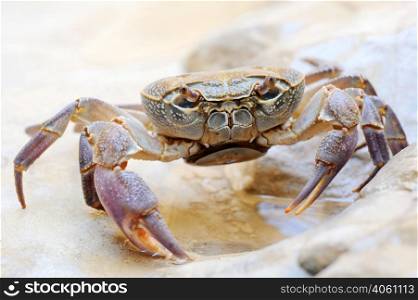 Freshwater land crab in the stream Arugot (Ein Gedi Nature Reserve) in Israel. Freshwater land crab