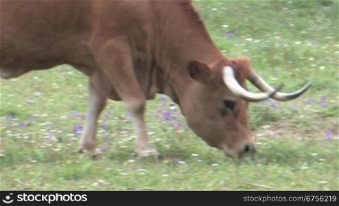 Fressende Kuh auf einer Weide