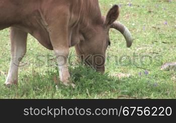 Fressende Kuh auf einer Weide