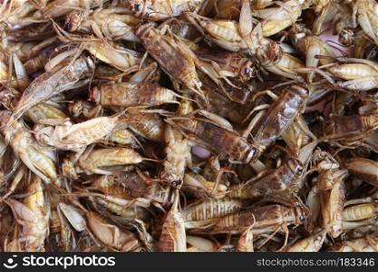fried crickets,This local popular Thai food of northeast people for the design food background.
